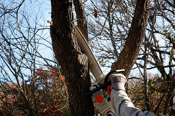 Best Stump Grinding and Removal  in Mino Tassajara, CA